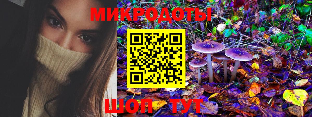 Псилоцибиновые грибы Psilocybe Вязники